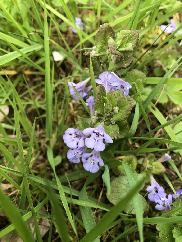 Gundermann/Gundelrebe