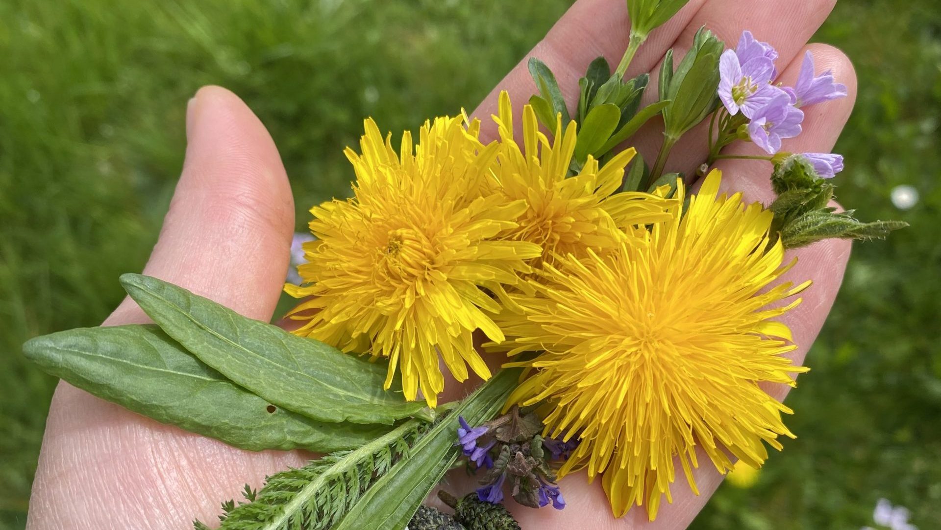 Wildkräuter, essbare Wildpflanzen, Wildkräuterführung, Kräuter sammeln