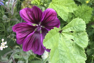 Knoblauchsrauke – Knoblauchduft beim Unkrautjäten