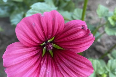 Knoblauchsrauke – Knoblauchduft beim Unkrautjäten