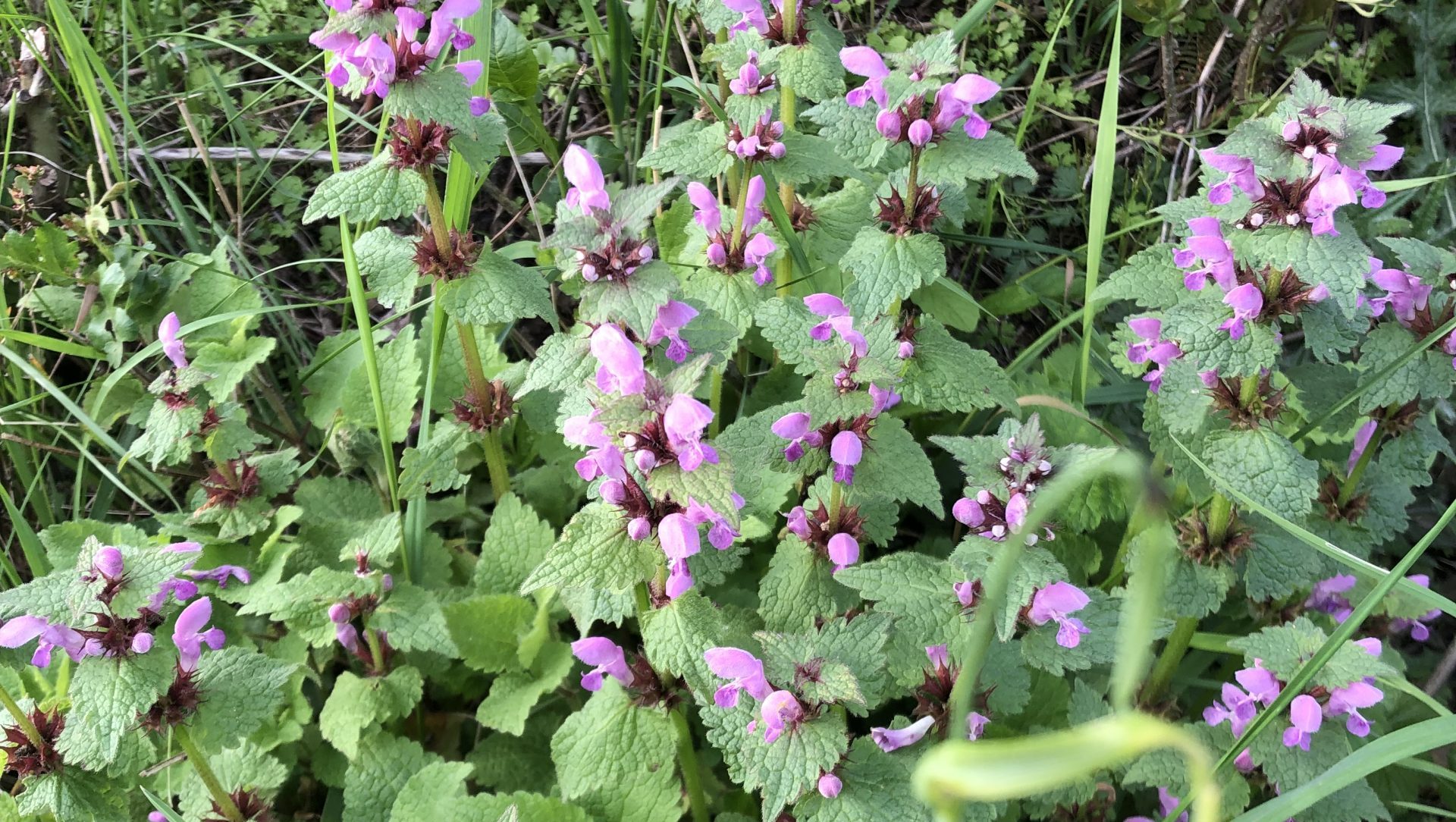 Rote Taubnessel ist essbar.