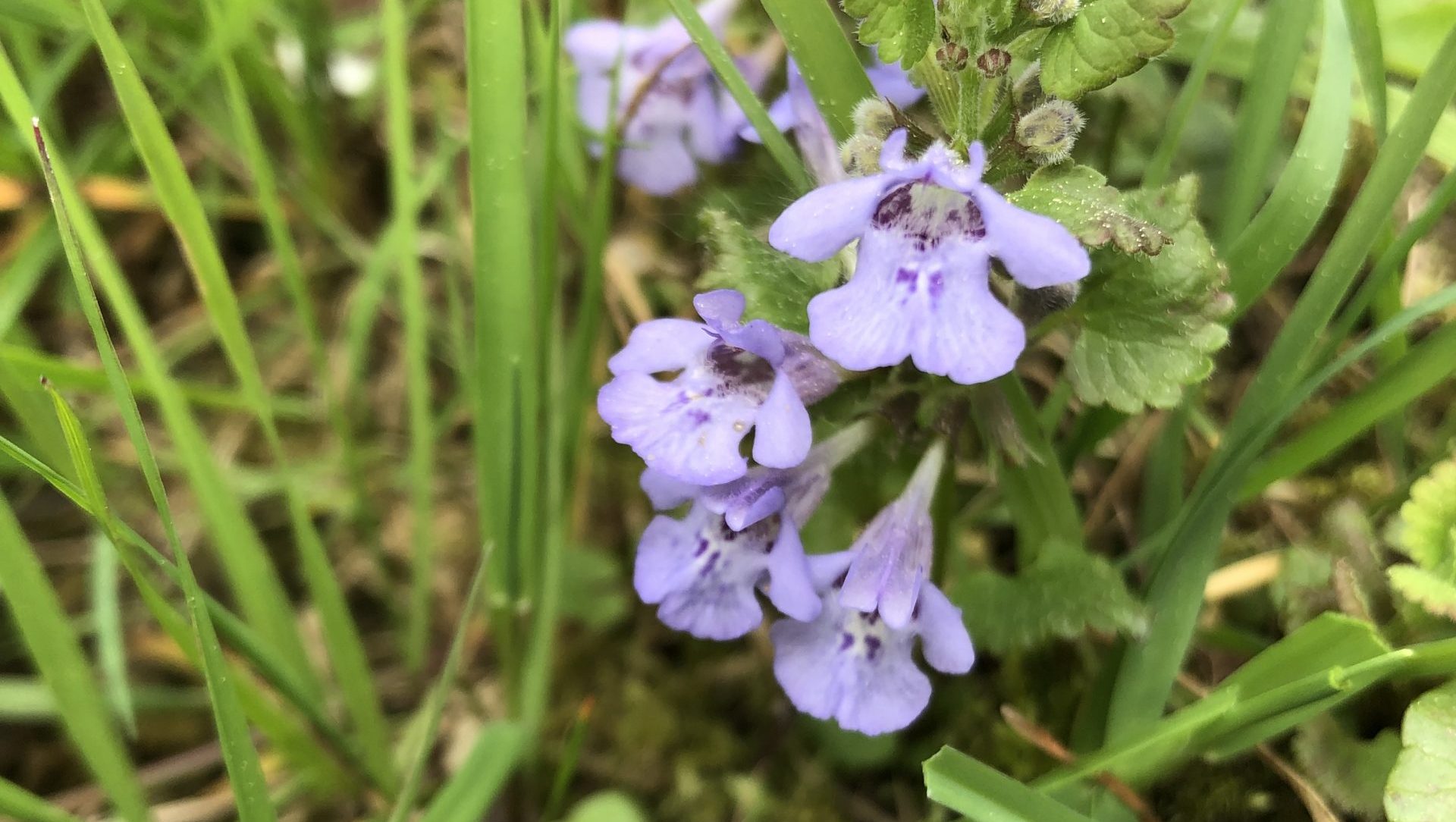 Gundermann Gundelrebe